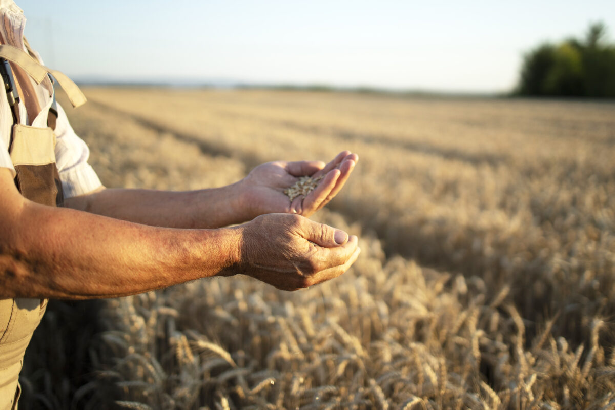 Starea agriculturii românești în 2025. Sebastian Cernic, senator: „Cea mai mare provocare o reprezintă schimbările climatice”