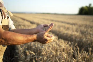 Starea agriculturii românești în 2025. Sebastian Cernic, senator: „Cea mai mare provocare o reprezintă schimbările climatice”