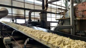 Zahărul s-ar putea scumpi. Peste cinci mii de hectare de sfeclă de zahăr, distruse