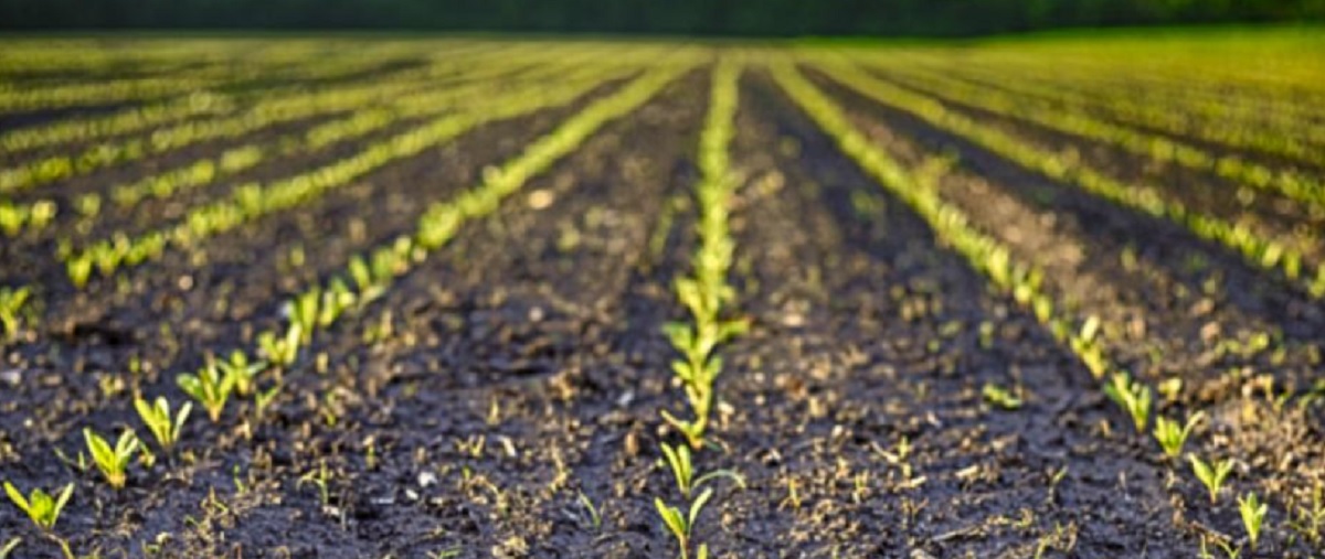 Recolta de sfeclă de zahăr, compromisă de înghețuri. Fermierii raportează pierderi de milioane