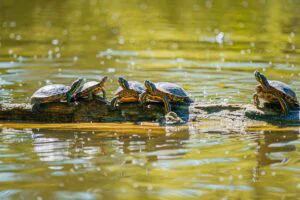 Fără cozi la Grădina Zoologică. Vizitatorii pot achiziționa bilete online
