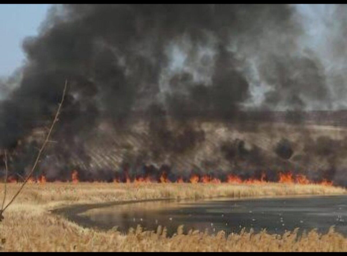 Incendiu devastator în rezervația Prutul de Jos: Vegetația în flăcări, pompierii în alertă