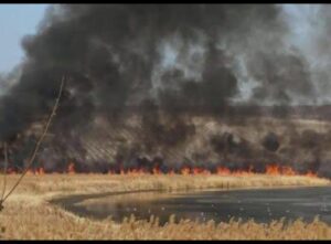 Incendiu devastator în rezervația Prutul de Jos: Vegetația în flăcări, pompierii în alertă