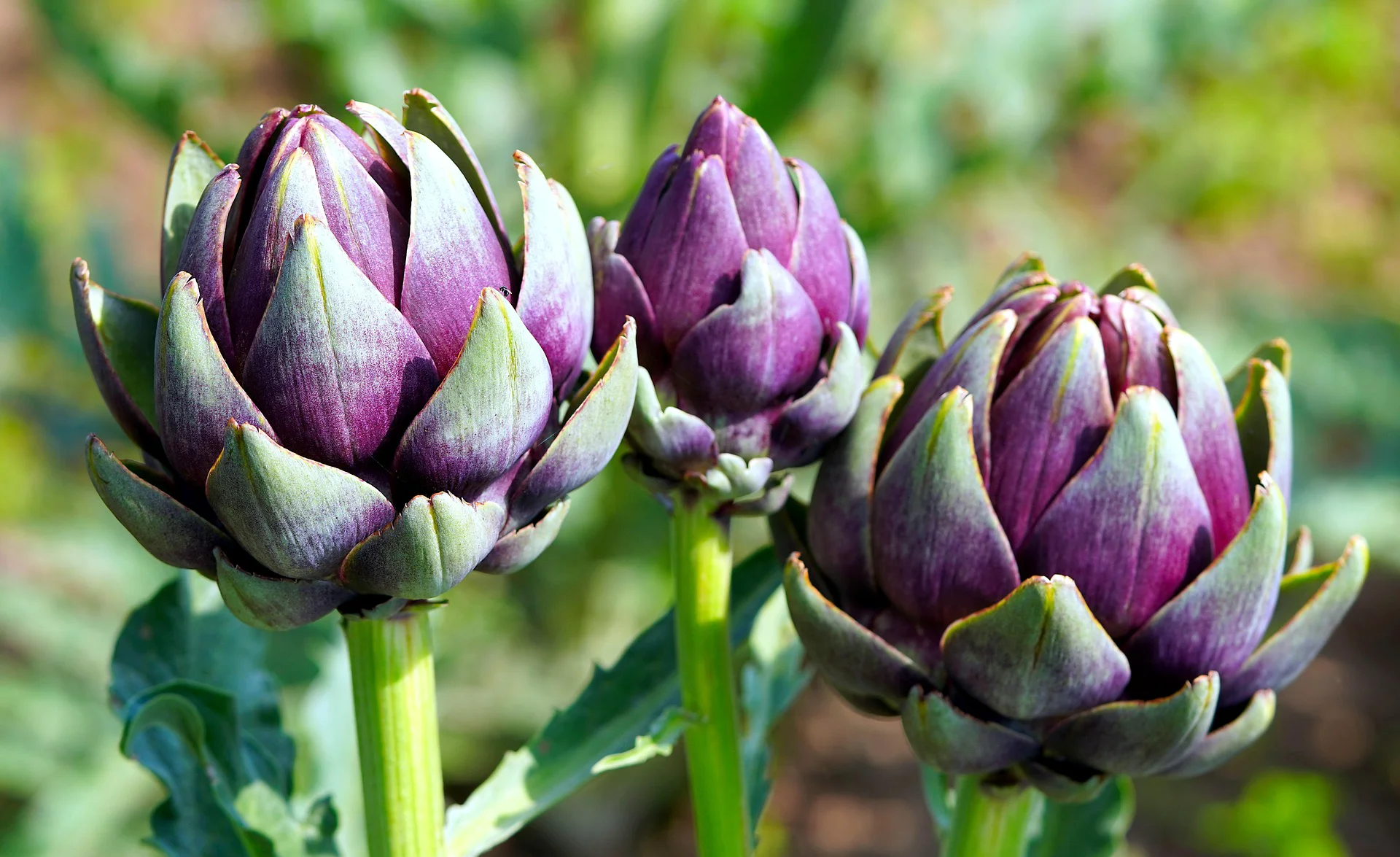 Anghinara violetă