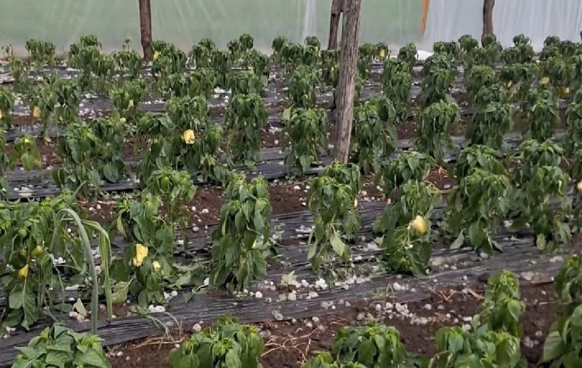 Prăpăd în agricultură, după ce guvernul a dezactivat sistemul antigrindină