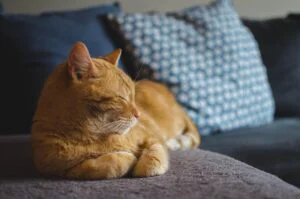 Motivul pentru care pisica ta alege să doarmă în pat. Ce mesaj încearcă să îți transmită, de fapt