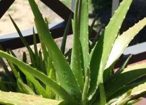 Cum să crești Aloe Vera acasă. Sfaturi practice pentru o plantă cu proprietăți miraculoase