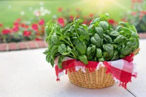 Busuiocul, aur în gospodărie. Locul în care ar trebui să îl plantezi