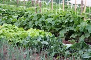 Lucrări care trebuie făcute în grădină pentru o recoltă bogată