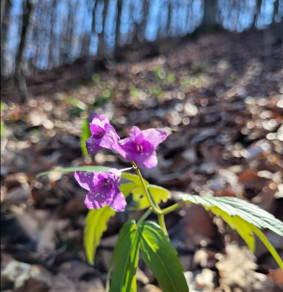 Osemintele partizanilor anticomuniști din Apuseni, căutate de arheologi. Cine au fost frații Șușman
