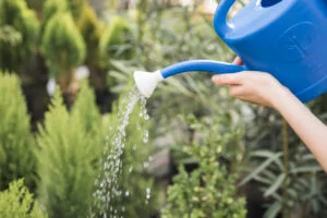 Economisește apă în grădină, fără să sacrifici plantele