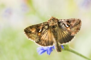 Specia necunoscută publicului larg care a invadat Bucureștiul. Ce este Buha gamma