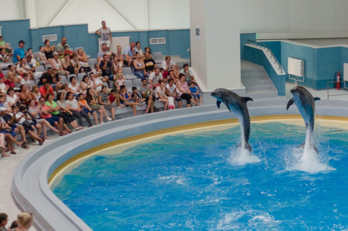 Delfinariul din Constanța se pregătește pentru redeschidere și reluarea spectacolelor