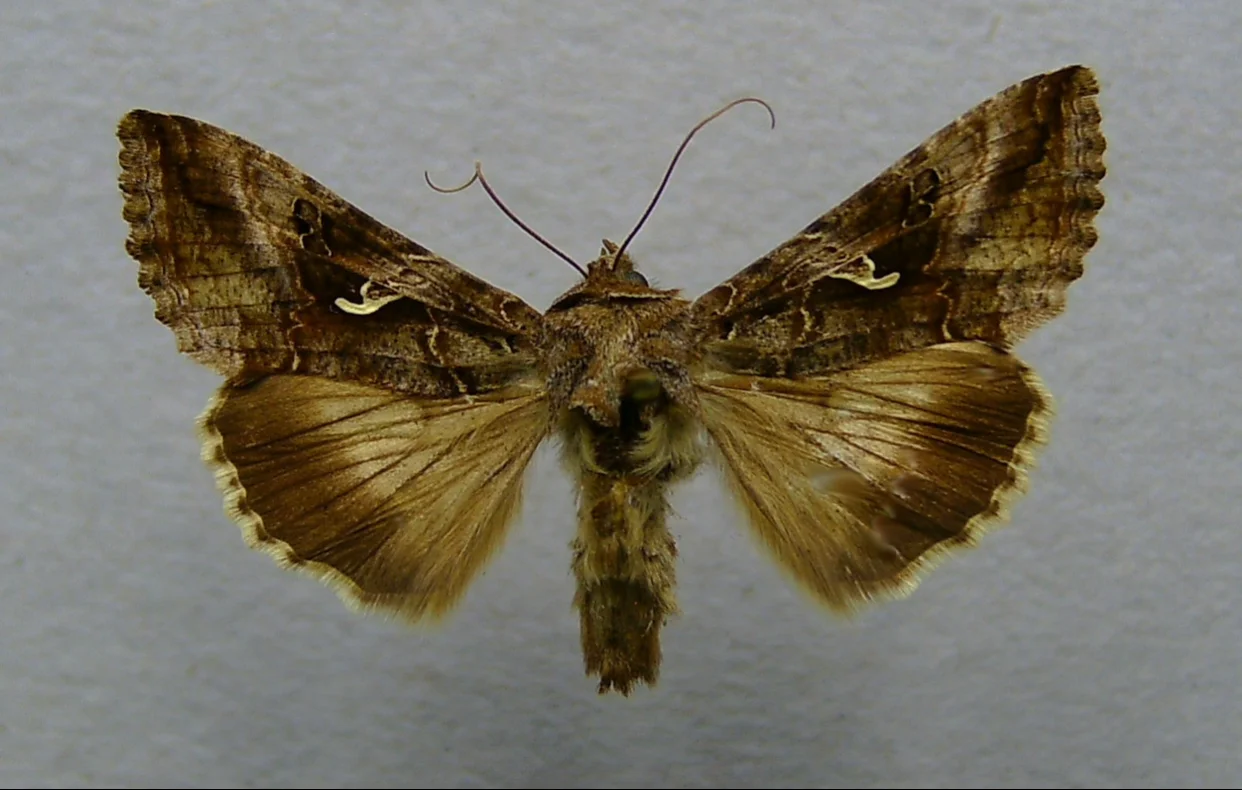 Fluture migrator