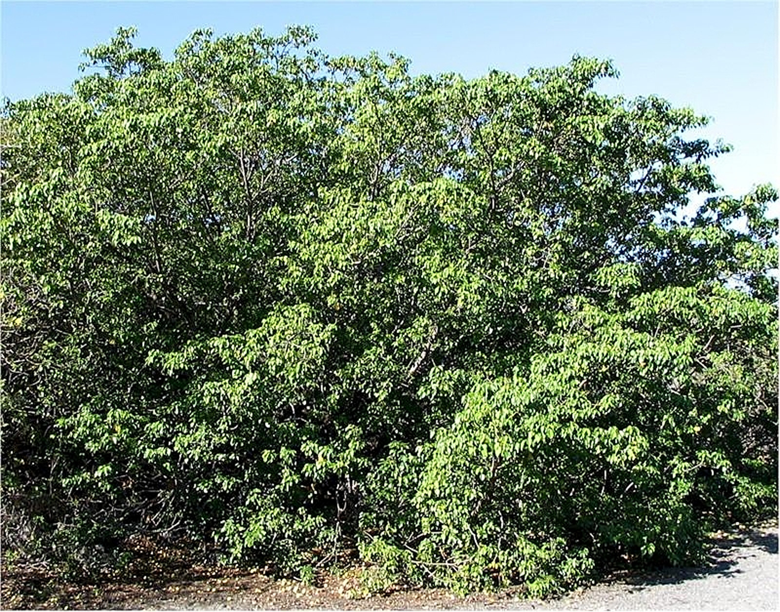 Cel mai periculos copac din lume. Cei care îl ating mor pe loc