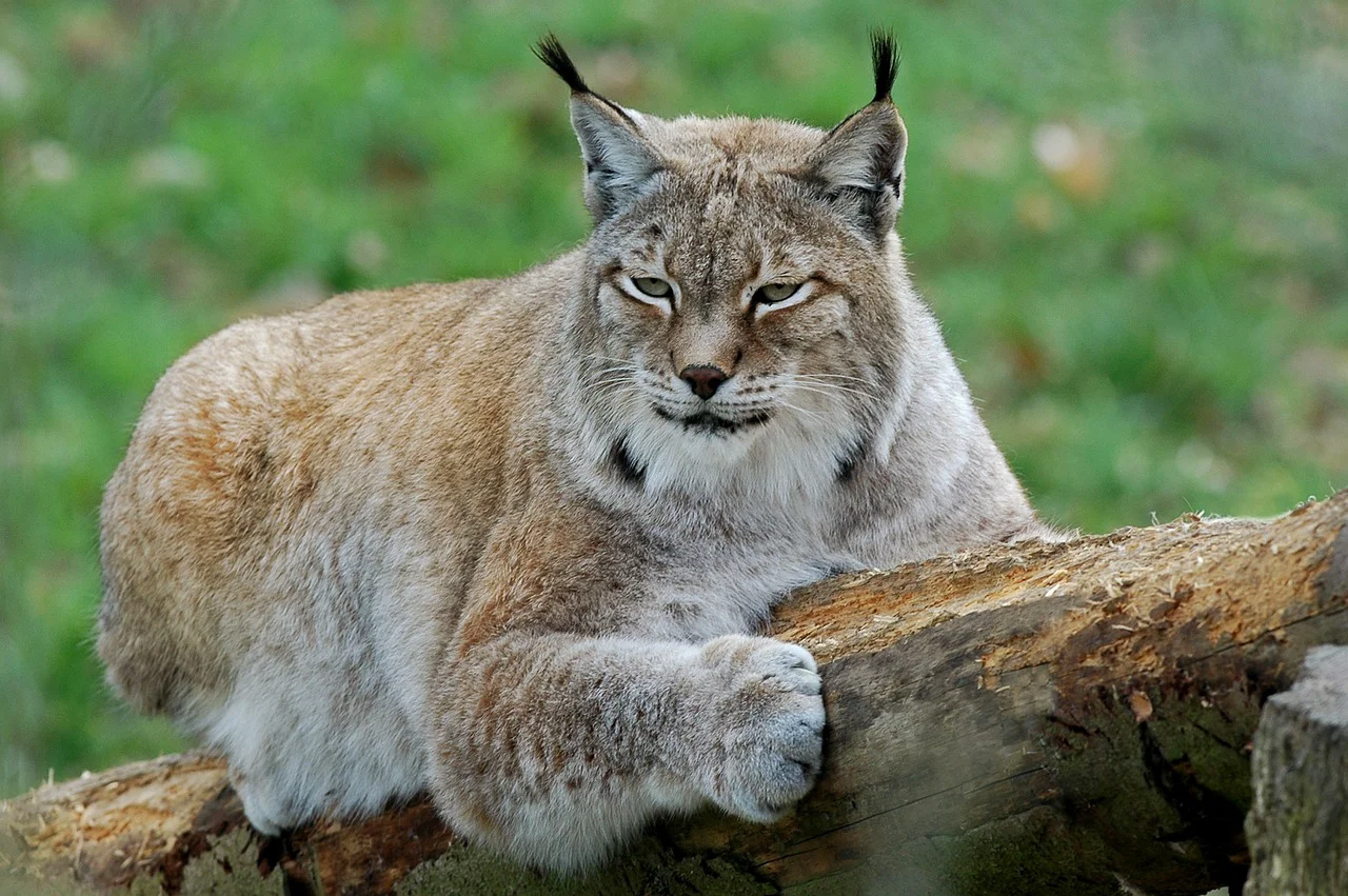 Râs