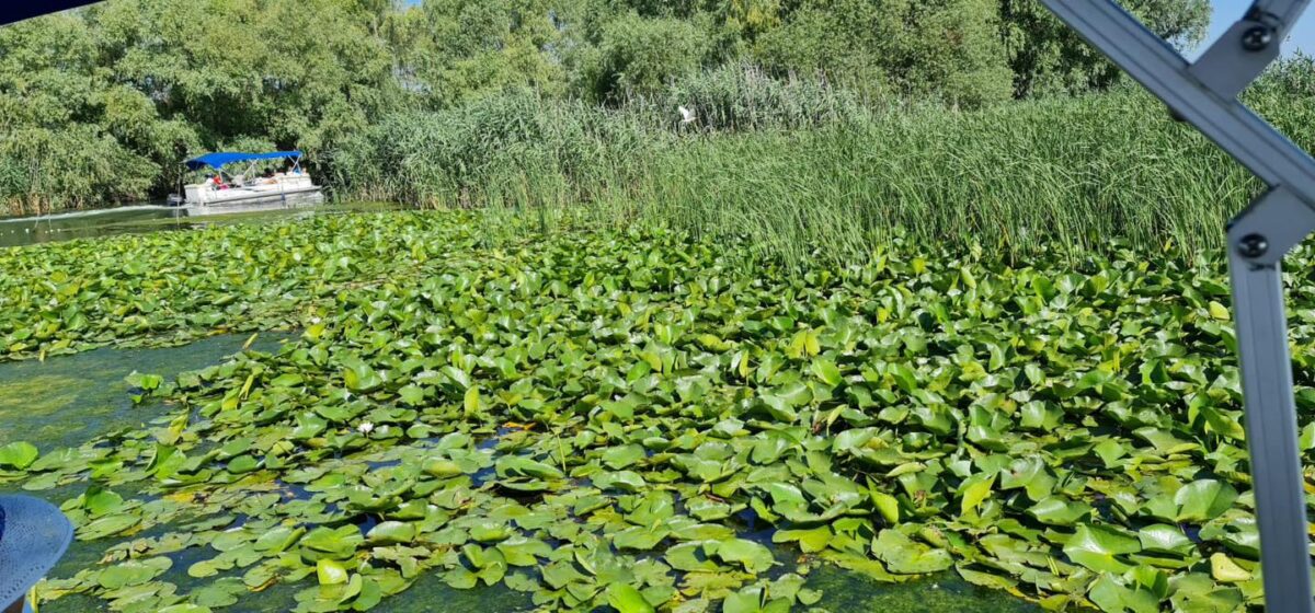 Delta Dunării, comoara naturală unică a Europei. Fascinează prin biodiversitate și frumusețe
