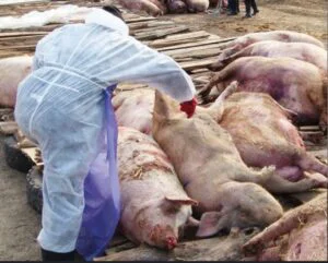 Focar de pestă porcină africană la o fermă cu sute de animale