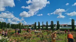 Cercetătorii clujeni revoluționează lumea trandafirilor cu două soiuri brevetate