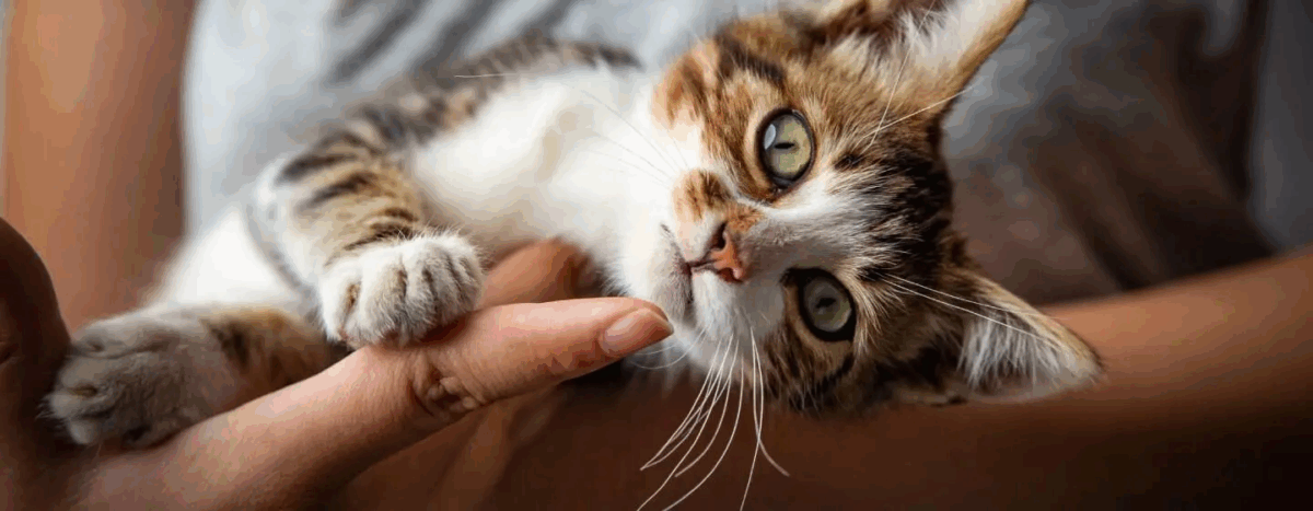 Când se opresc pisicile din crescut?