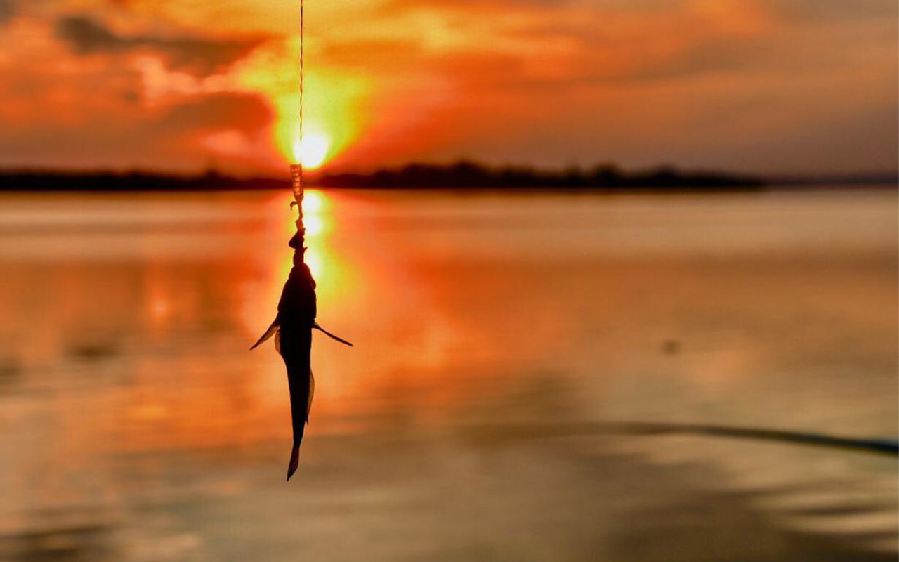 Delta Dunării – o lume vie, perfectă pentru vacanțe memorabile