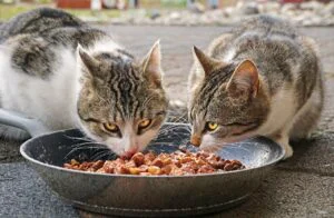 De ce refuză pisica hrana umedă. Explicația neașteptată a veterinarilor