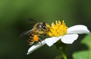 Insecte spion. Albinele cyborg ar putea ajunge pe frontul tehnologic al armatei chineze