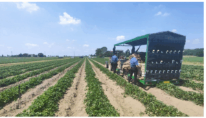 Româncă, strivită de un tractor într-o fermă din Italia