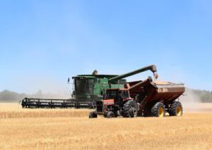 România, campioană la producția de grâu în 2025. Marea nemulțumire a fermierilor