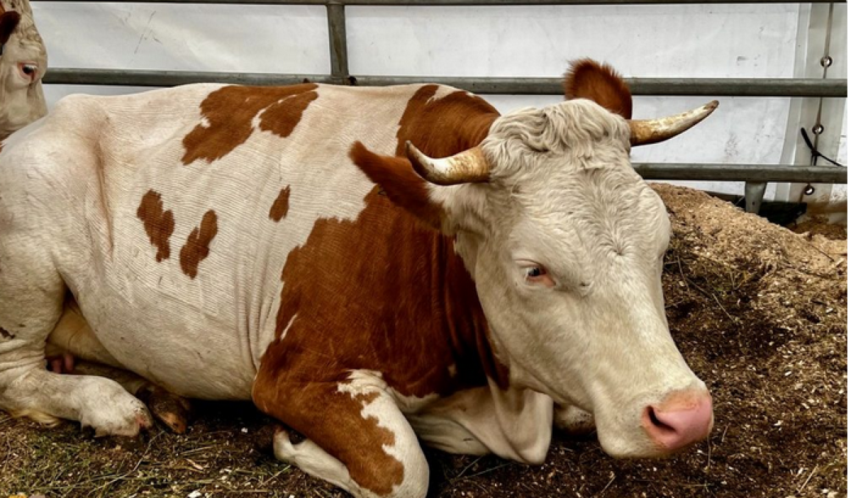 Focar de leucoza bovinelor, în Bihor. Boala distruge organele interne