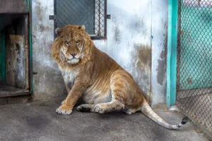 Primul ligru românesc, în centrul unei afaceri ilegale cu animale