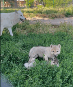 Născuți, în premieră, în România. Puii de lup artic se simt bine  la Zoo Oradea