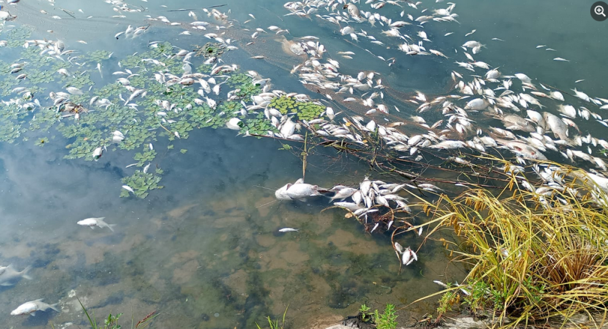 Sute de pești morți pe Bega. Suspiciuni privind stația de epurare din Timișoara