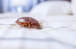 Hotel invadat de ploșnițe, închis de inspectorii DSP. Turiștii au fost evacuați