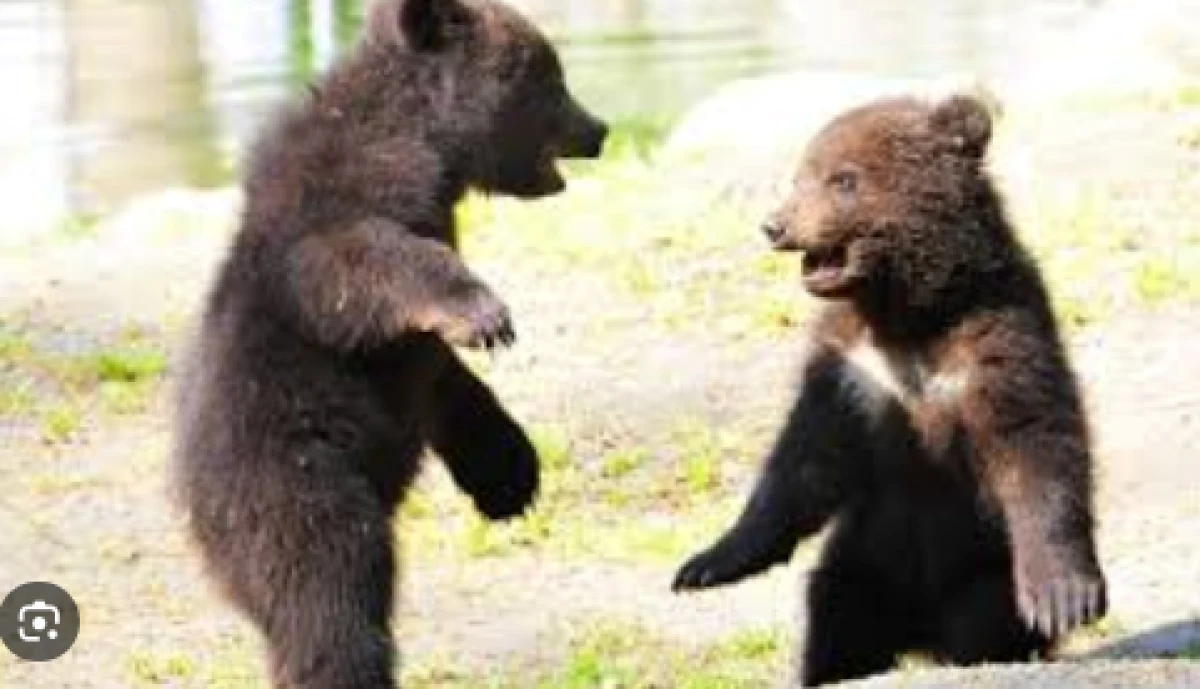 A prins doi pui de urs și i-a crescut acasă, în grajd