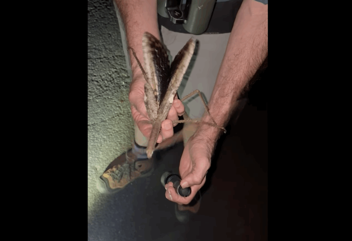 O specie uriașă de insectă descoperită în pădurile tropicale din Australia. Cercetătorii, surprinși de ceea ce au găsit