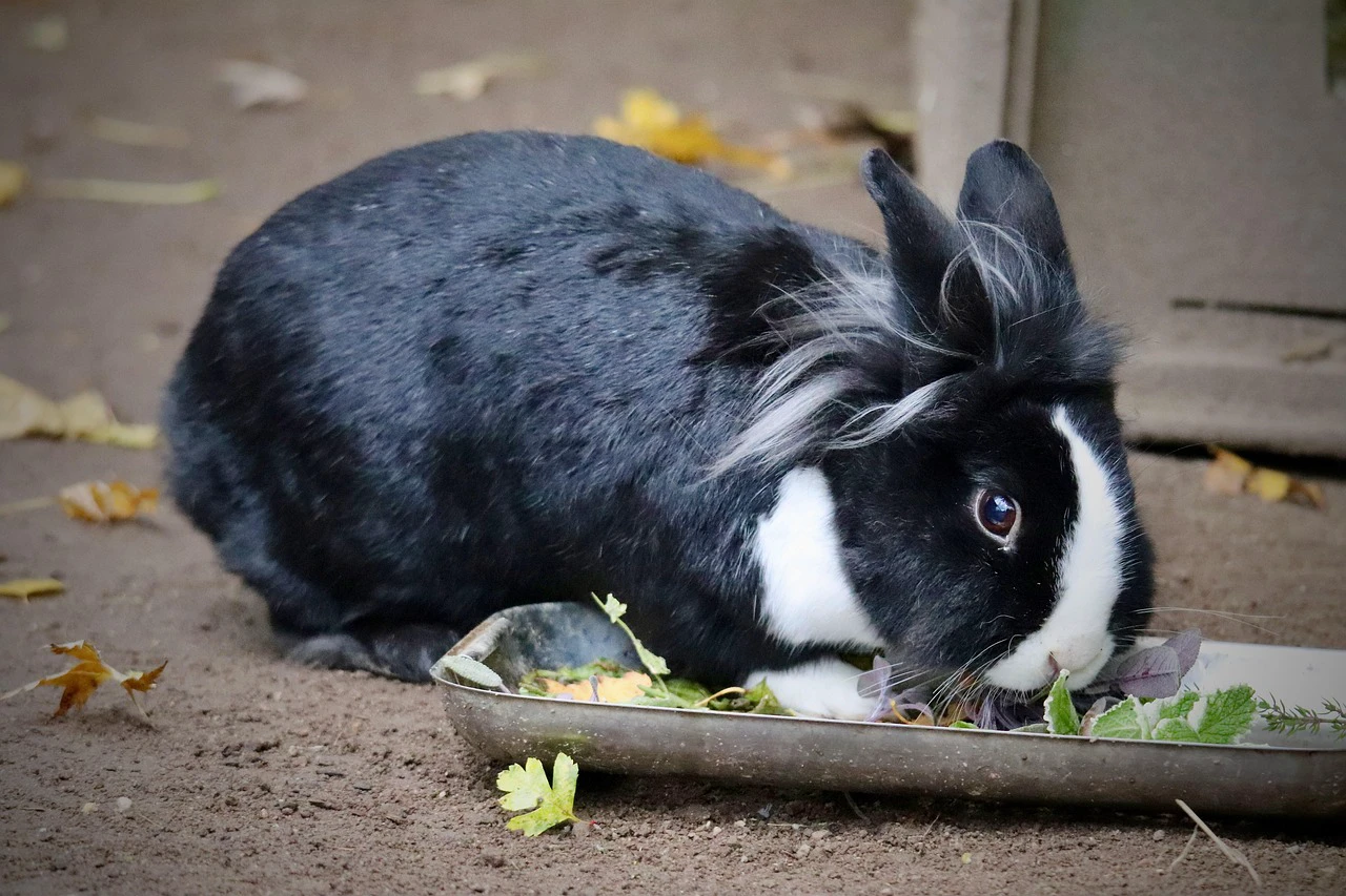Iepurii zombie cu coarne și tentacule invadează grădinile oamenilor