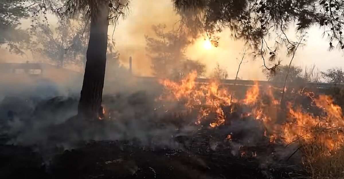 Cel mai devastator sezon de incendii forestiere din istorie