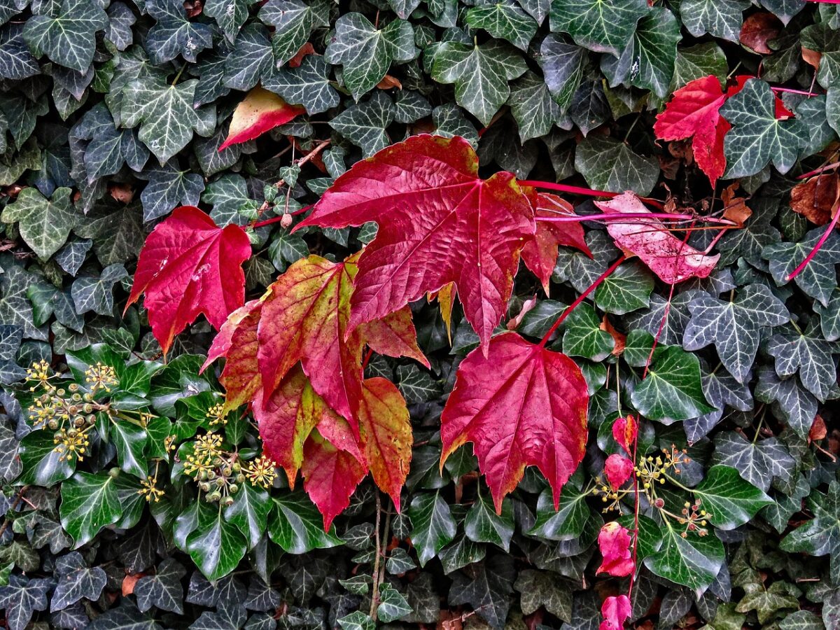 Plante care rezistă fără udare intensă. Soluția ideală pentru grădini