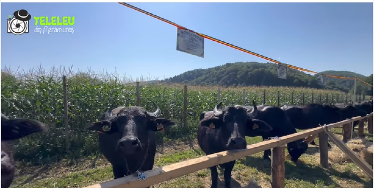 Festival european în Țara Lăpușului. Bivolii, sărbătoriți ca simboluri vii