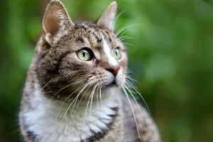 Rezolvarea unei probleme grave a oamenilor se află în creierul pisicilor