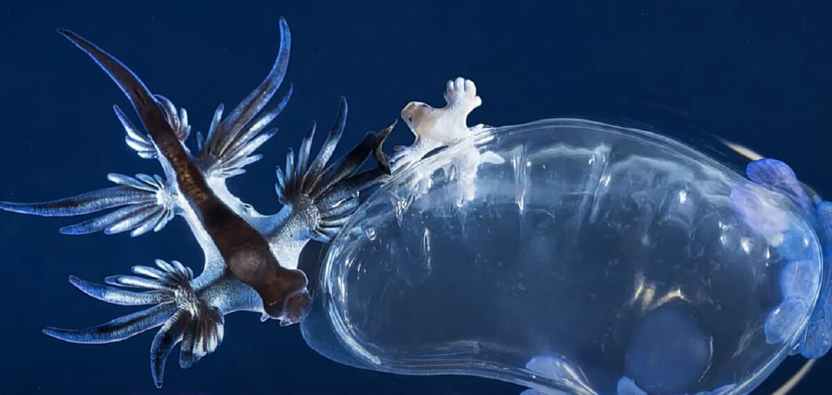 Creatură otrăvitoare în Marea Mediterană. Scăldatul a fost interzis