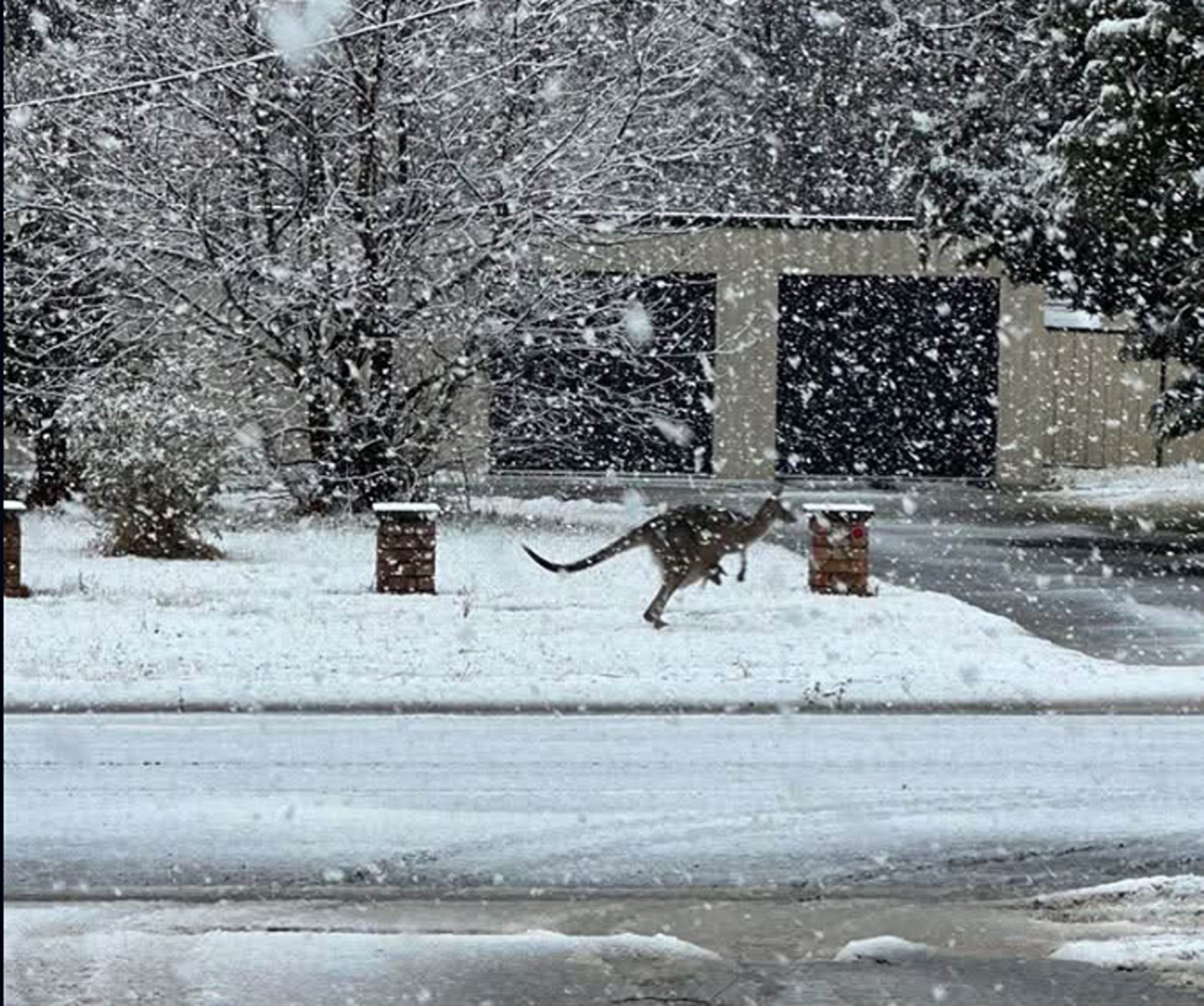 Australia, sub zăpadă. Strat record și o premieră