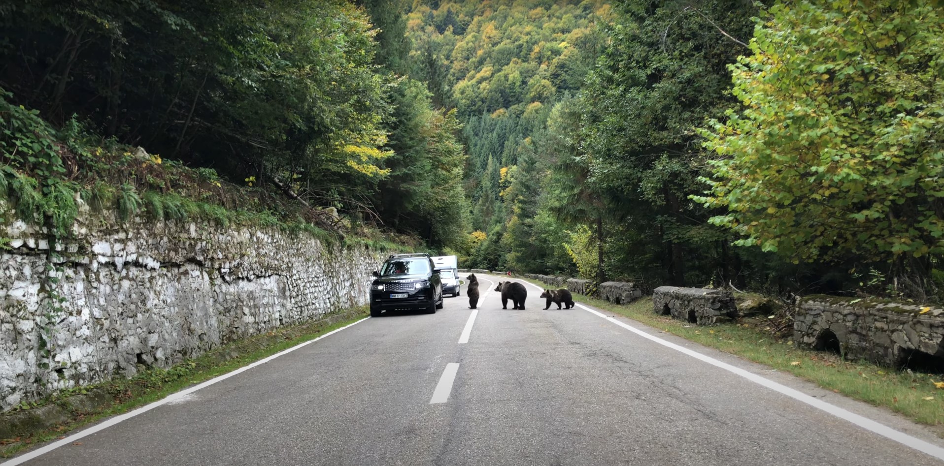 Urși pe străzile localităților din România. A fost emis RO-Alert