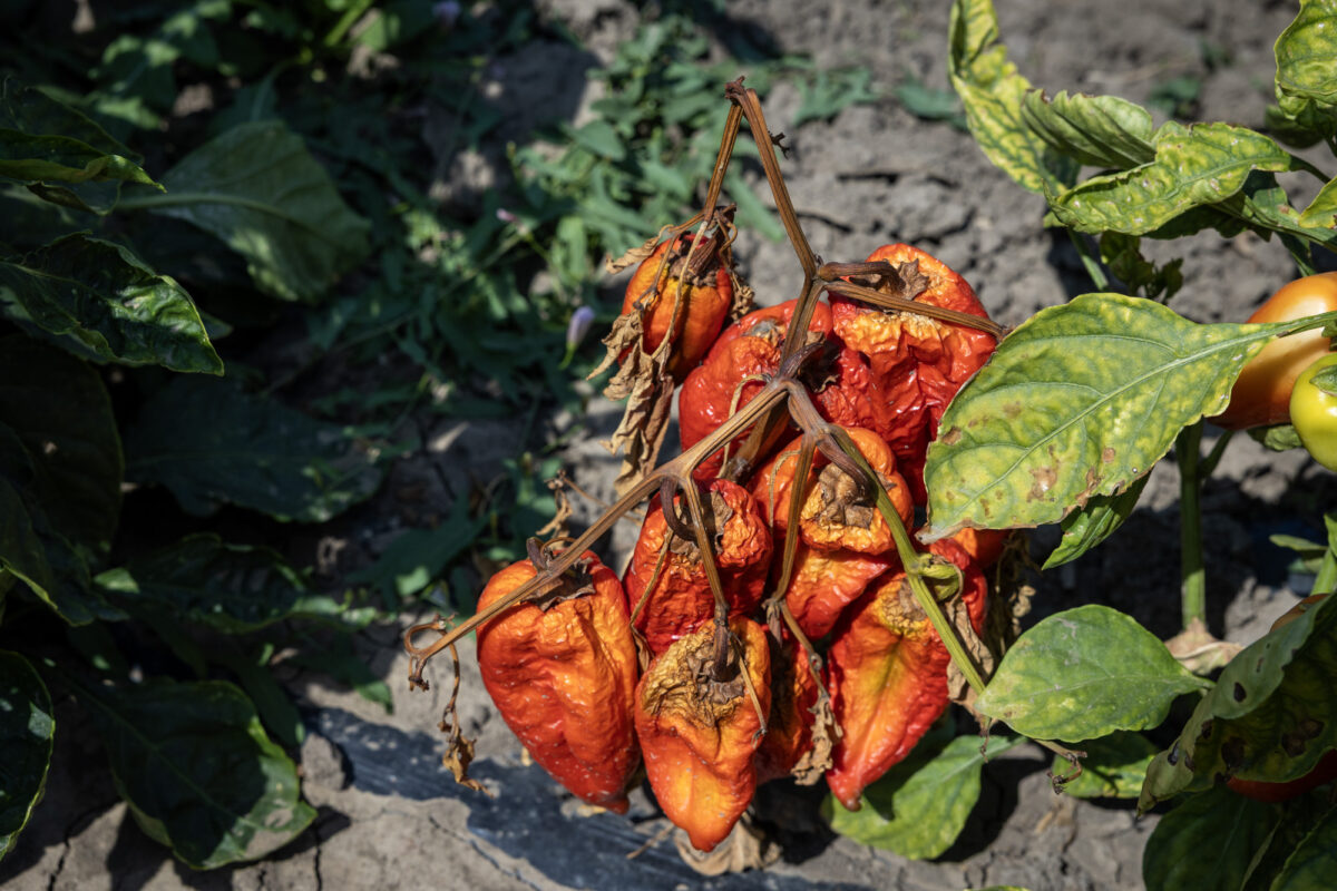 A apărut o bacterie periculoasă, pentru prima dată la noi, care atacă culturile. Plantele se ofilesc