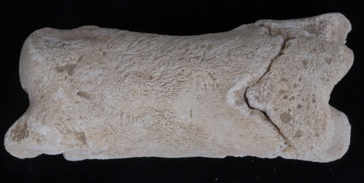 Cel mai vechi fluier de "polițist" are 3.300 de ani. Era folosit pentru dirijarea traficului la mormântul faraonului Akhenaton