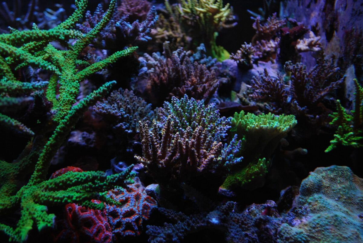 Lumina simțită de corali. Mecanismul uimitor descoperit de oamenii de știință