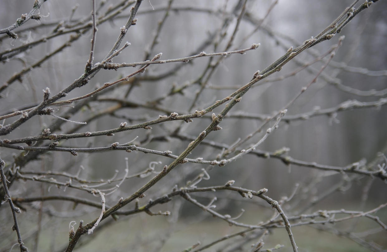 Prognoza meteo, 15 decembrie. Începutul de săptămână aduce temperaturi neobișnuite pentru o lună de iarnă. Ceața va îngreuna traficul în unele zone