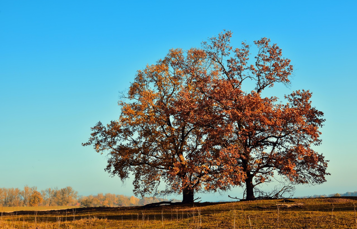Prognoza meteo, 13 noiembrie. Temperaturi blânde în majoritatea județelor. Condiții de ceață în unele regiuni
