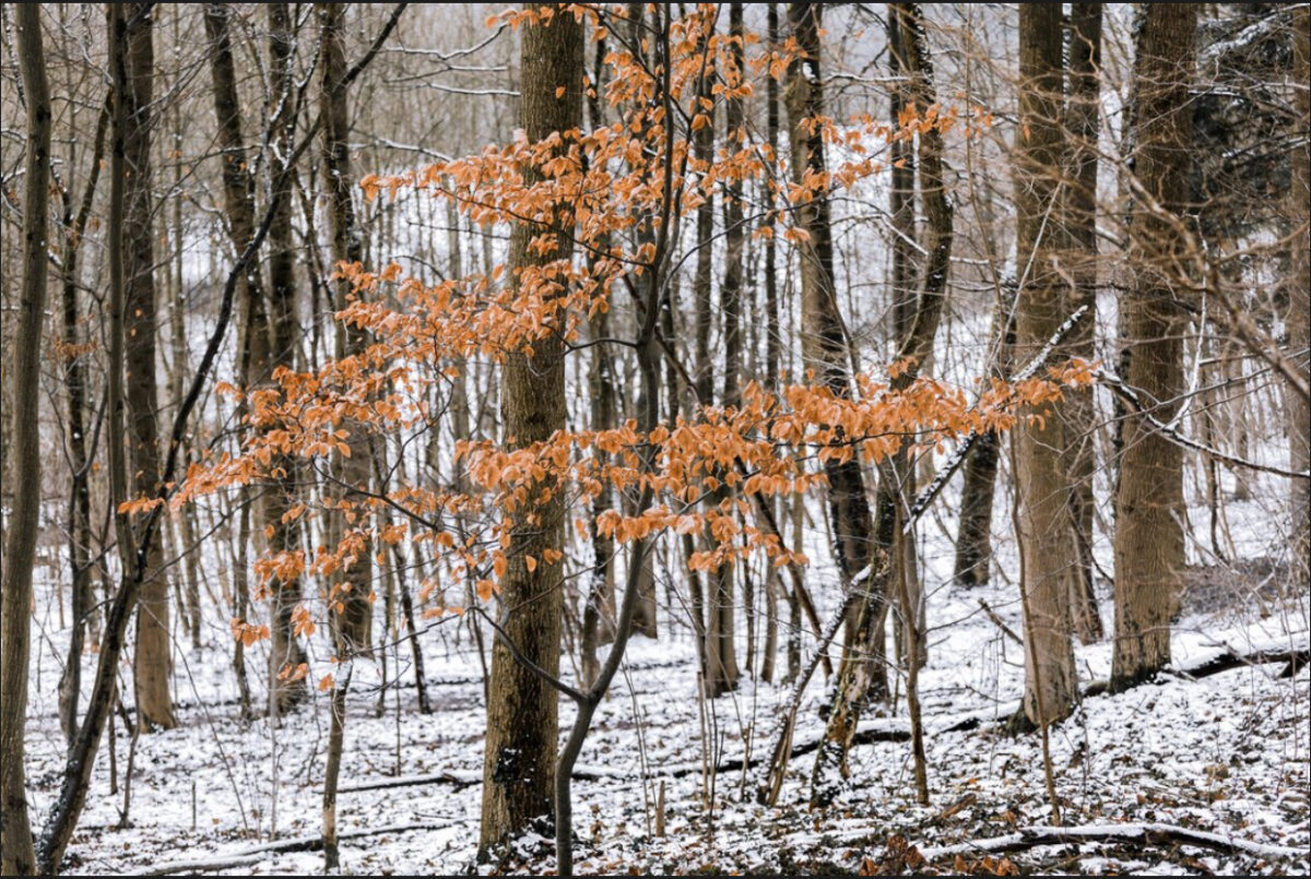 Prognoza meteo, 23 noiembrie. Vremea se răcește semnificativ în toată țara. Lapoviță și ninsoare la munte